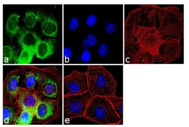 Anti-Cyclophilin 40 antibody used in Immunocytochemistry/ Immunofluorescence (ICC/IF). GTX25902