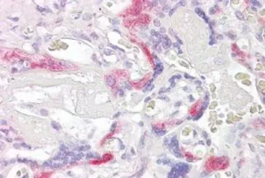 Anti-TSSC3 antibody, C-term used in IHC (Paraffin sections) (IHC-P). GTX25964