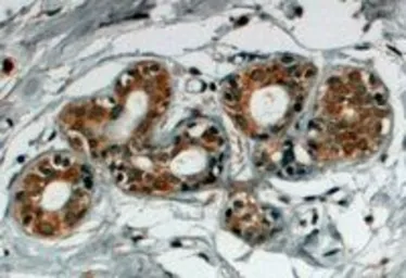 Anti-SNX5 antibody, C-term used in IHC (Paraffin sections) (IHC-P). GTX25983