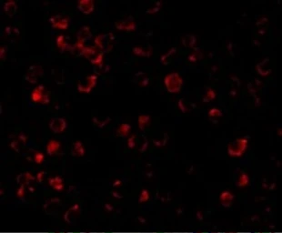 Anti-IRAK4 antibody used in Immunocytochemistry/ Immunofluorescence (ICC/IF). GTX25985