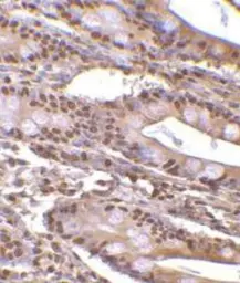 Anti-PHAP3 antibody used in IHC (Paraffin sections) (IHC-P). GTX25993