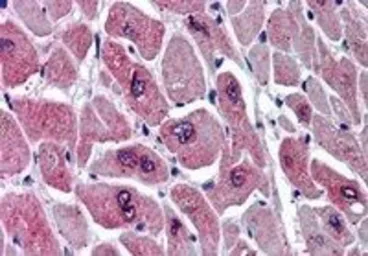 Anti-PARD6A antibody, C-term used in IHC (Paraffin sections) (IHC-P). GTX26022