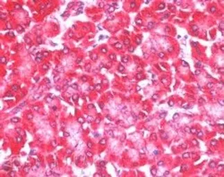 Anti-EIF4ENIF1 antibody, C-term used in IHC (Paraffin sections) (IHC-P). GTX26034