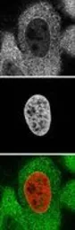 Anti-KPNA2 antibody, C-term used in Immunocytochemistry/ Immunofluorescence (ICC/IF). GTX26036