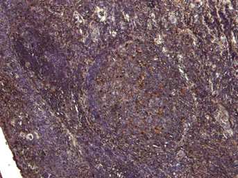Anti-PDZK3 antibody, N-term used in IHC (Paraffin sections) (IHC-P). GTX26037