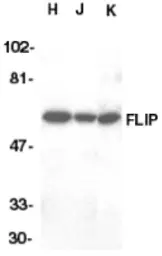 Anti-FLIP antibody used in Western Blot (WB). GTX26144