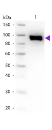 Anti-Plasminogen antibody used in Western Blot (WB). GTX26189
