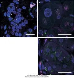 Anti-58K Golgi protein antibody [58K-9] used in IHC (Paraffin sections) (IHC-P). GTX26284