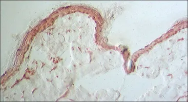 Anti-Collagen III antibody [FH-7A] used in IHC (Frozen sections) (IHC-Fr). GTX26310