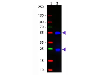 Donkey Anti-Goat IgG antibody, Fab fragment (FITC). GTX26521