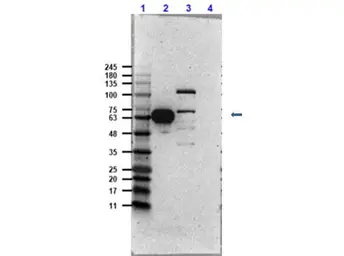 Anti-CDK9 antibody used in Western Blot (WB). GTX26544