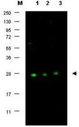 Anti-p27 Kip1 antibody used in Western Blot (WB). GTX26547