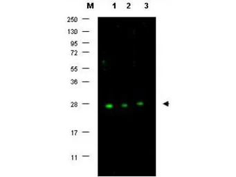 Anti-p27 Kip1 antibody used in Western Blot (WB). GTX26547
