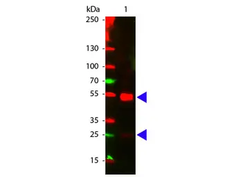 Donkey Anti-Goat IgG antibody, pre-adsorbed (Cy5). GTX26566