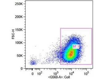 Anti-Collagen I antibody (Biotin) used in Flow cytometry (FCM). GTX26577