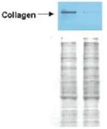 Anti-Collagen I antibody (Biotin) used in Western Blot (WB). GTX26577