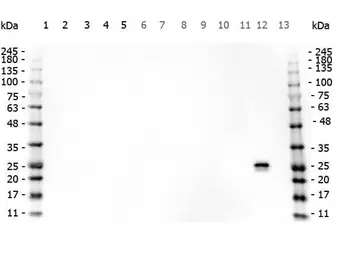 Anti-GST tag antibody used in Western Blot (WB). GTX26633