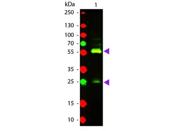 Anti-Biotin antibody (TxRd) used in Western Blot (WB). GTX26653