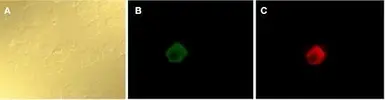 Anti-GFP antibody (TxRd) used in Western Blot (WB). GTX26660
