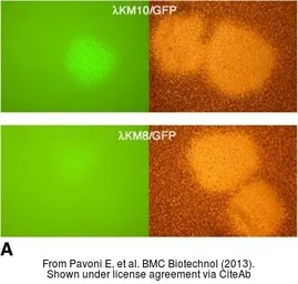 Anti-GFP antibody (AP) used in IHC (Frozen sections) (IHC-Fr). GTX26661