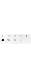 Anti-GFP antibody (AP) used in Dot blot (Dot). GTX26661