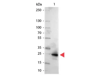 Anti-GFP antibody (AP) used in Western Blot (WB). GTX26661