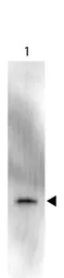 Anti-GFP antibody (HRP) used in Western Blot (WB). GTX26663