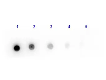 Goat Anti-Mouse IgG antibody, Fab fragment. GTX26668