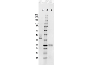 Goat Anti-Mouse IgG antibody, Fab fragment. GTX26668
