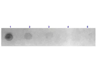 Goat Anti-Mouse IgG antibody, Fab fragment (Rhodamine). GTX26670