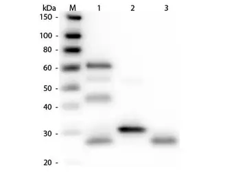 Rabbit Anti-Chicken IgY antibody. GTX26694