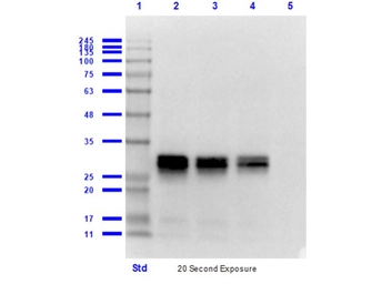 Rabbit Anti-Mouse IgG antibody (HRP). GTX26728