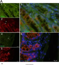 Rabbit Anti-Rat IgG antibody (TxRd). GTX26732
