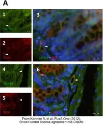 Rabbit Anti-Rat IgG antibody (TxRd). GTX26732