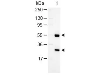 Rabbit Anti-Goat IgG antibody (AP). GTX26742
