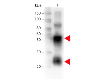 Rabbit Anti-Pig IgG antibody (Biotin). GTX26776