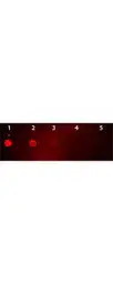 Goat Anti-Mouse IgG antibody (Rhodamine). GTX26786