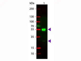 Goat Anti-Mouse IgG antibody (Rhodamine). GTX26786
