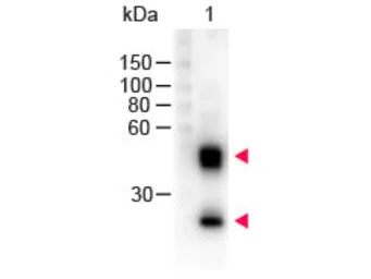 Sheep Anti-Mouse IgG antibody (HRP). GTX26808