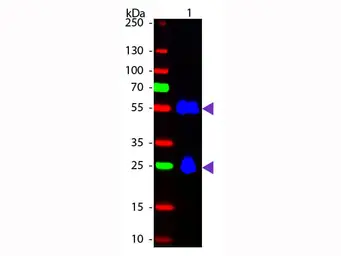 Donkey Anti-Mouse IgG antibody (FITC). GTX26816