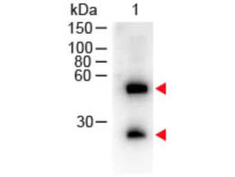 Donkey Anti-Mouse IgG antibody (HRP). GTX26820