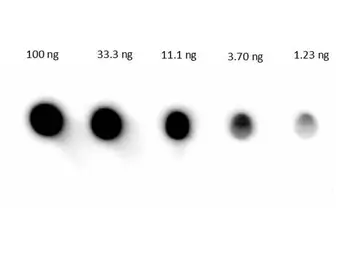 Goat Anti-Human IgG antibody (HRP). GTX26858