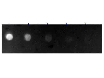 Rabbit Anti-Bovine IgG antibody (FITC). GTX26923