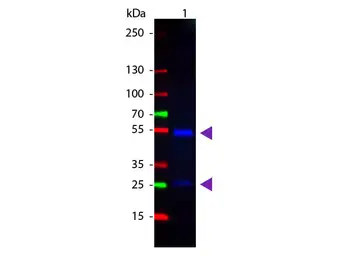Donkey Anti-Goat IgG antibody, pre-adsorbed (Cy2). GTX26948