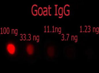 Donkey Anti-Goat IgG antibody, F(ab')2 fragment, pre-adsorbed (PE). GTX27004