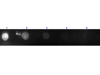 Donkey Anti-Goat IgG antibody, F(ab')2 fragment, pre-adsorbed (PE). GTX27004
