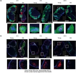 Anti-Phycoerythrin B antibody used in  (). GTX27011