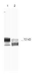 Anti-MMP2 antibody [2C1] used in Western Blot (WB). GTX27033