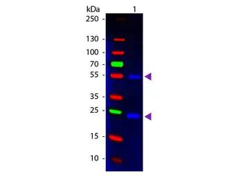 Donkey Anti-Mouse IgG antibody, pre-adsorbed (FITC). GTX27057