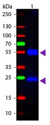 Goat Anti-Mouse IgG antibody, pre-adsorbed (FITC). GTX27064